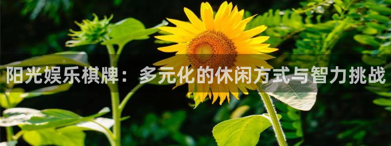 jjb竞技宝app网站：阳光娱乐棋牌：多元化的休闲方式与智力挑战